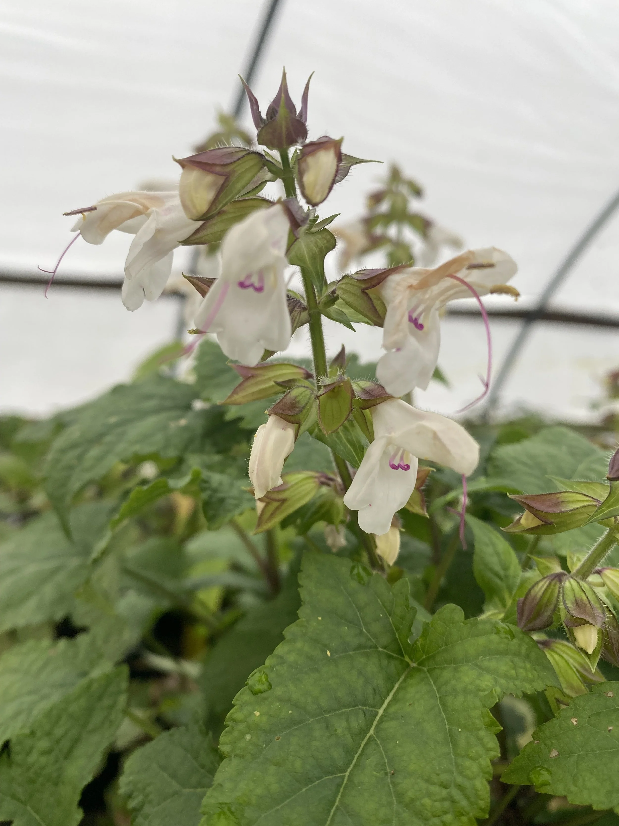 T. Succulent Form × Nizanda T'STROPICALS